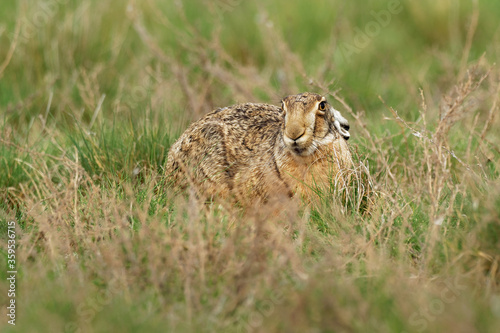 Brown Hare - Lepus europaeus, European hare, species of hare native to Europe and parts of Asia. It is among the largest hare species and is adapted to temperate, open country. Hares are herbivorous.