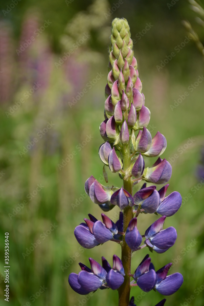 Blue lupine on a blurry background of wild field bokeh Blue lupine on a blurry background of wild field bokeh
