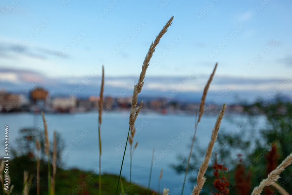 Reed against the backdrop of the bay and the city. Reed against the backdrop of the bay and the city.