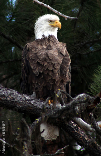Bald eagle perched in a pine tree