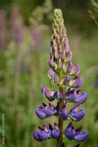 Blue lupine on a blurry background of wild field bokeh