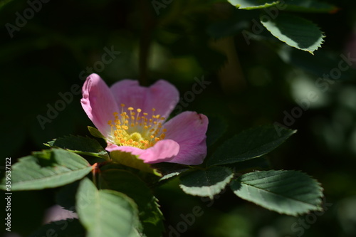 Pink rosehip flower with a yellow center on a bush with green leaves