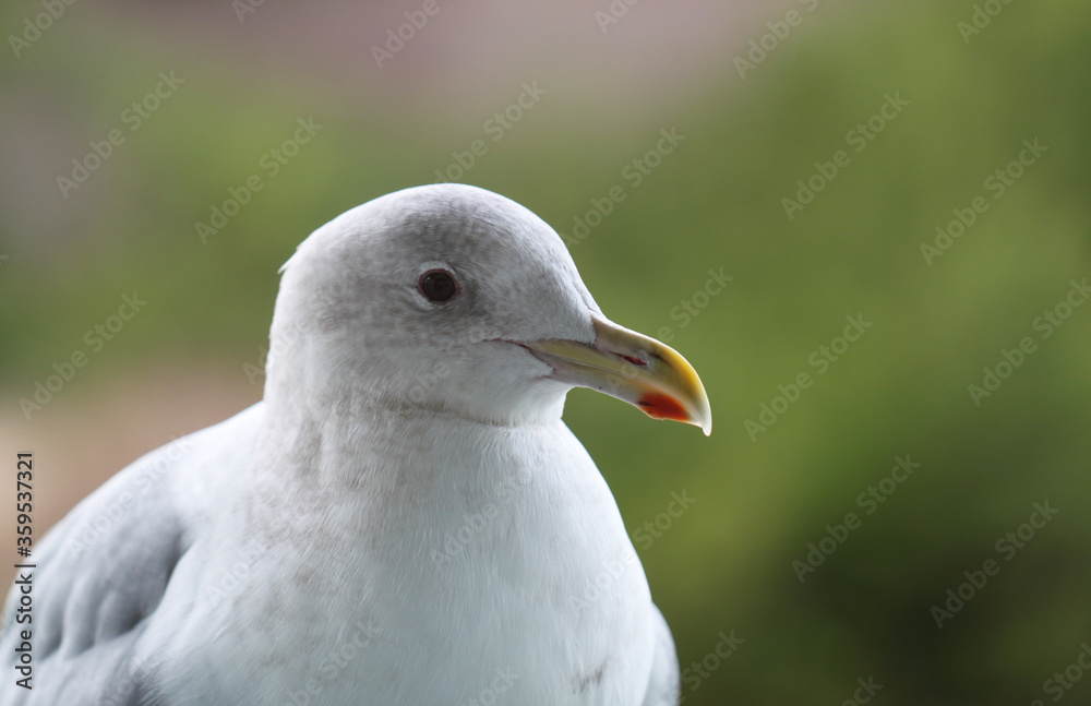 Seagull perched on a railing near a do not feed sign Seagull perched on a railing near a do not feed sign