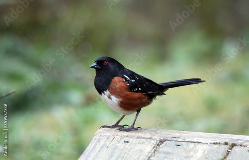 Spotted towhee songbird with rust, black, and white feathers and red eyes against a green background