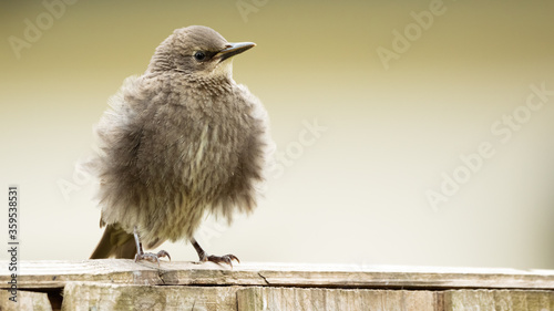starling chick on the fence.