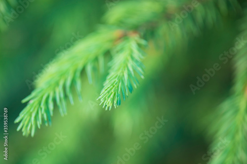 Closeup nature view of green tree on blurred greenery background in garden with copy space using as background natural green plants landscape, ecology, fresh wallpaper.