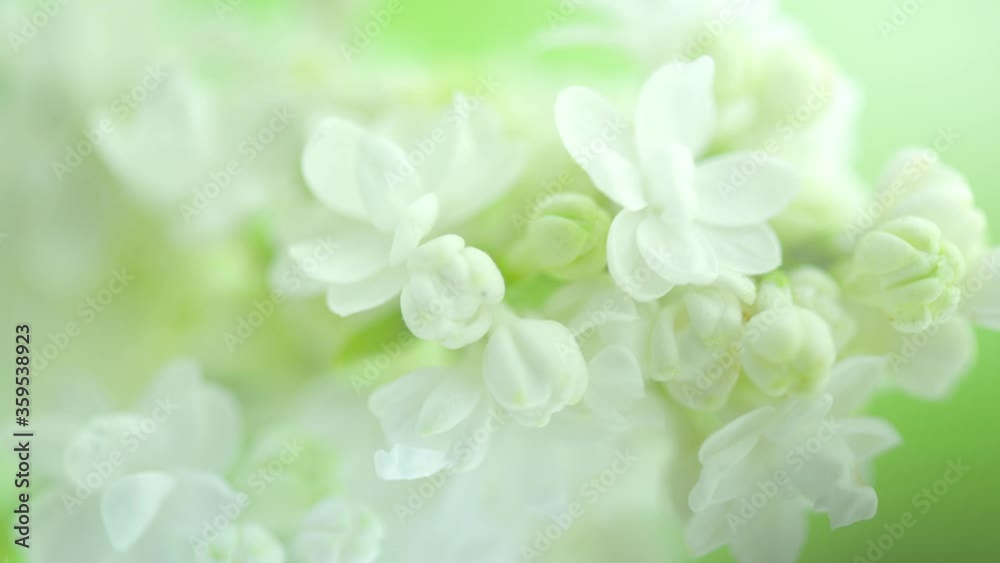White Lilac flowers bunch background. Beautiful opening white Lilac flower Easter design closeup. Beauty fragrant tiny flowers open closeup. Nature blooming flowers backdrop. Time lapse 4K UHD White Lilac flowers bunch background. Beautiful opening white Lilac flower Easter design closeup. Beauty fragrant tiny flowers open closeup. Nature blooming flowers backdrop. Time lapse 4K UHD
