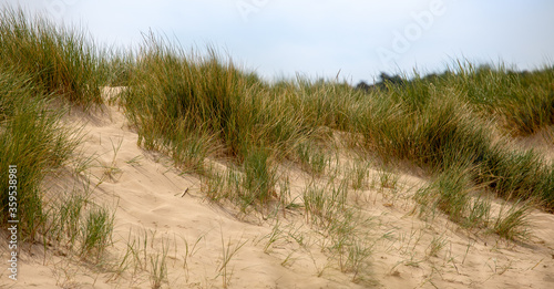 Sandy beach plants in the wind