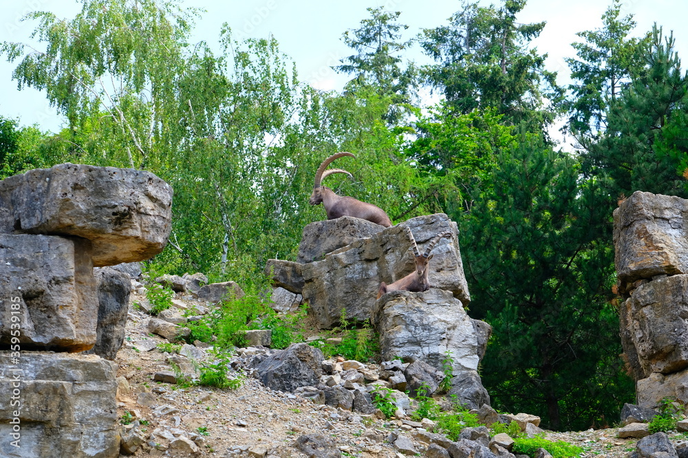 Ibex sitting on a hill with rocks