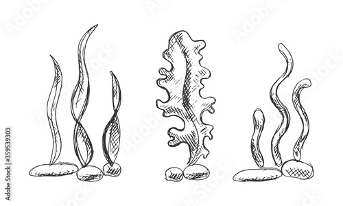 Vector illustration of hand drawn seaweeds