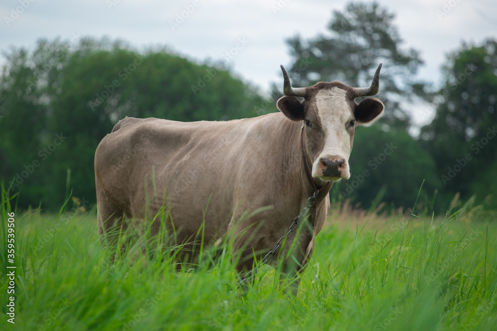 beautiful big cow grazing in a green meadow