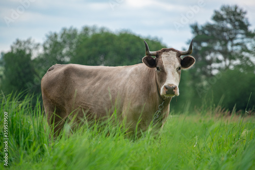 Brown cow with big horns in the dense green grass, close up