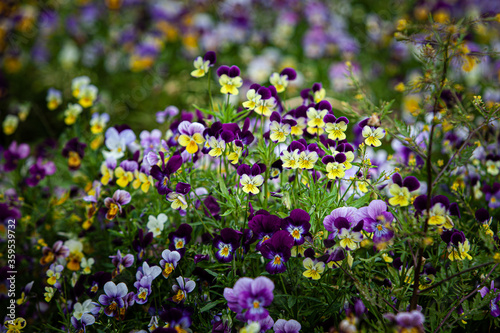 Wild pansy violet with yellow centre heartsease carpet