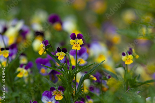 Fototapeta Naklejka Na Ścianę i Meble -  Wild pansy yellow and violet heartsease close up in the grass
