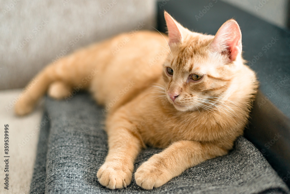 Portrait of a redhaired cute tabby cat who is resting on a sofa on a gray plaid. Homeliness. Pets concept