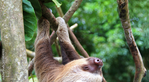 Oso Perezoso De Dos Dedos Tierno Bebe Colgando De Un Arbol En Un Centro De Rescate En Costa Rica Animal Mamifero Exotico De Selva Tropical Stock Photo Adobe Stock Oso Perezoso De Dos Dedos Tierno Bebe Colgando De Un Arbol En Un Centro De Rescate En Costa Rica Animal Mamifero Exotico De Selva Tropical Stock Photo Adobe Stock