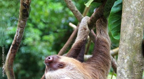 oso perezoso de dos dedos tierno bebe colgando de un árbol en un centro de rescate en costa rica animal mamifero exótico de selva tropical
