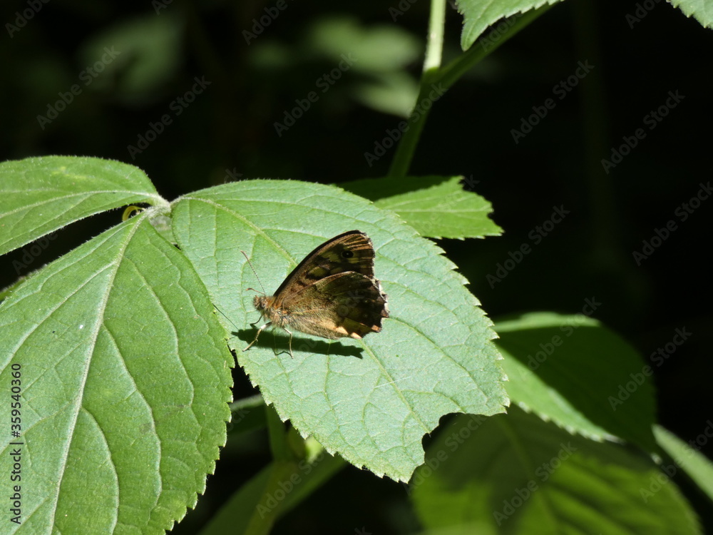 Speckled wood (Pararge aegeria) - brown butterfly on a green leaf in the forest Speckled wood (Pararge aegeria) - brown butterfly on a green leaf in the forest