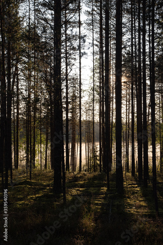 Morning forest. Contrast of sun rays and forest trees.