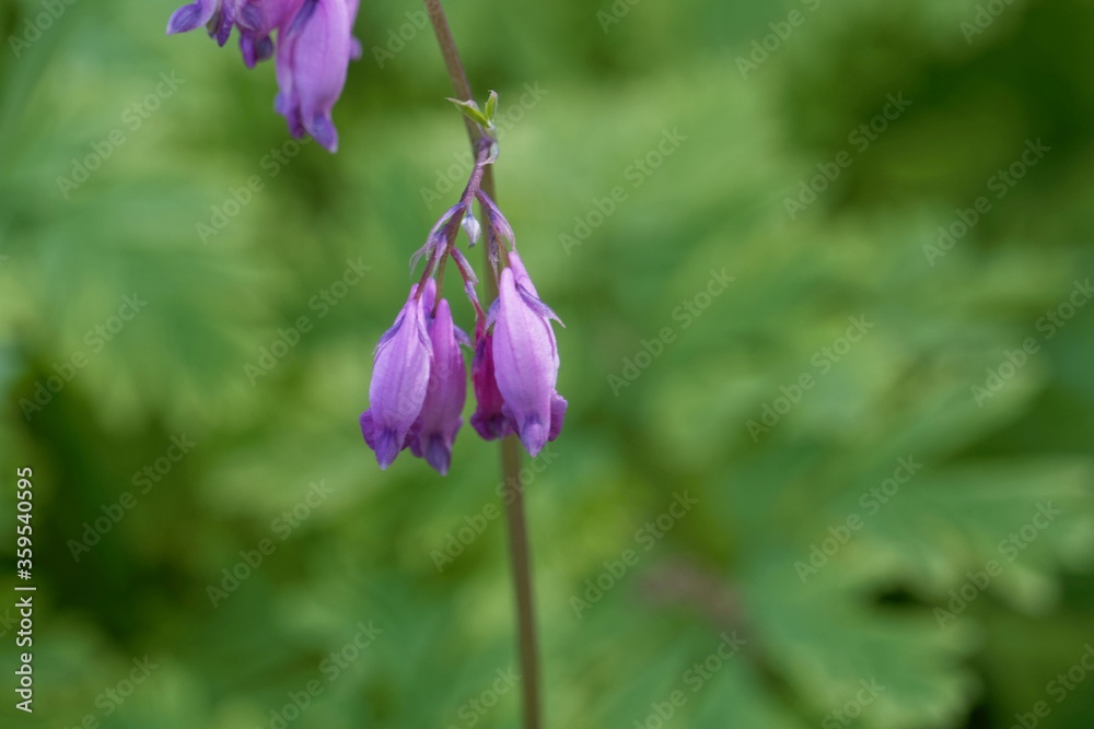 Flower of a Pacific bleeding heart, Dicentra formosa. Flower of a Pacific bleeding heart, Dicentra formosa.