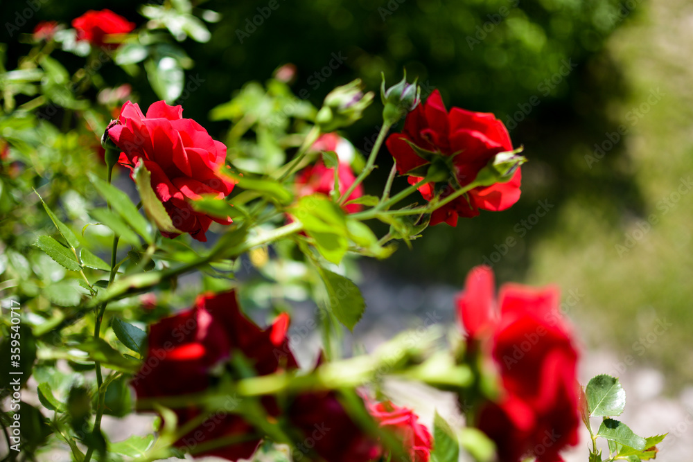 Red Roses in summer blurry