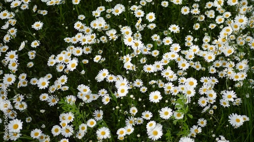 big white daisies on a field in summer swaying in the wind photo