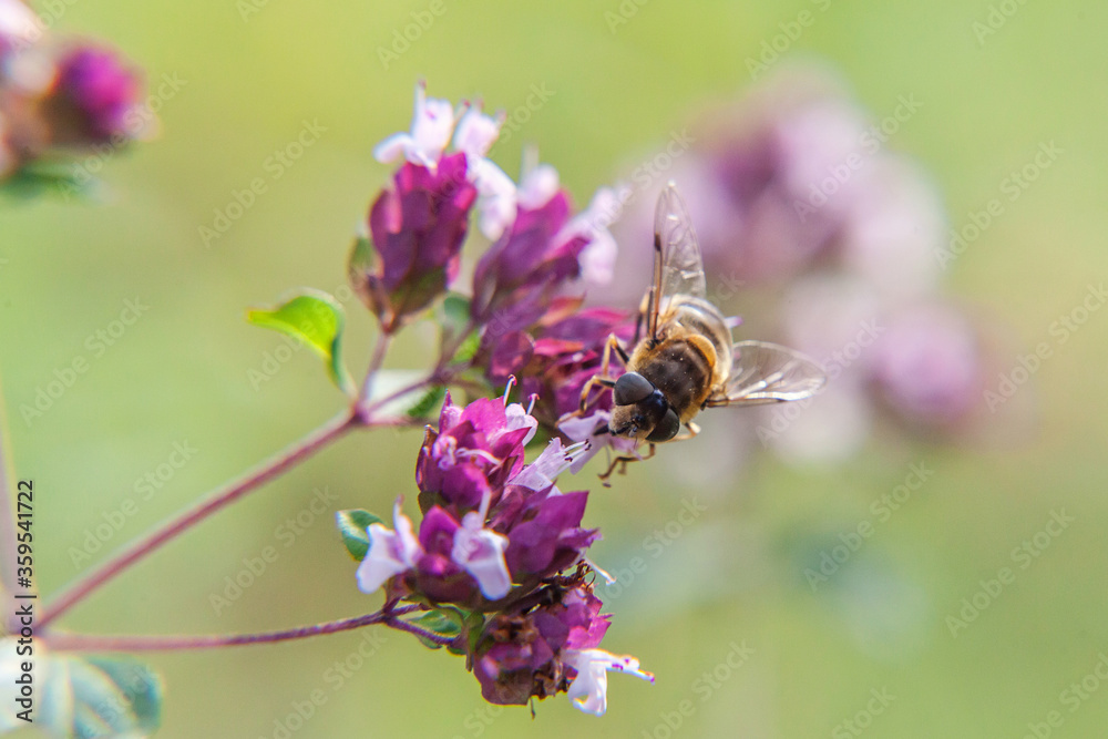 Honey bee covered with yellow pollen drink nectar, pollinating pink flower. Inspirational natural floral spring or summer blooming garden or park background. Life of insects. Macro close up. Honey bee covered with yellow pollen drink nectar, pollinating pink flower. Inspirational natural floral spring or summer blooming garden or park background. Life of insects. Macro close up.