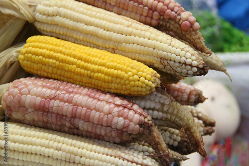 Elote en mazorca mercado típico en México diferentes tipos y colores de maiz vegetales frescos granos de elote amarillo, blanco y morado 