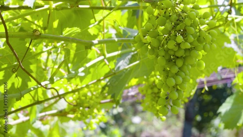 unripened grapes hanging from the vine with leaves