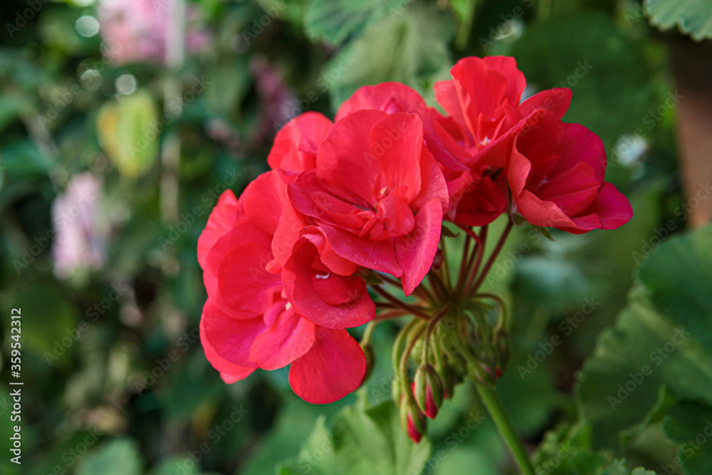 Ortensie e Gerani