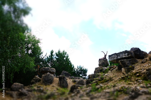 Ibex sitting on a rock