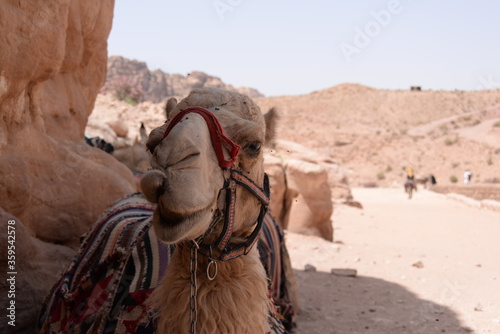 camel in the desert © Gordon