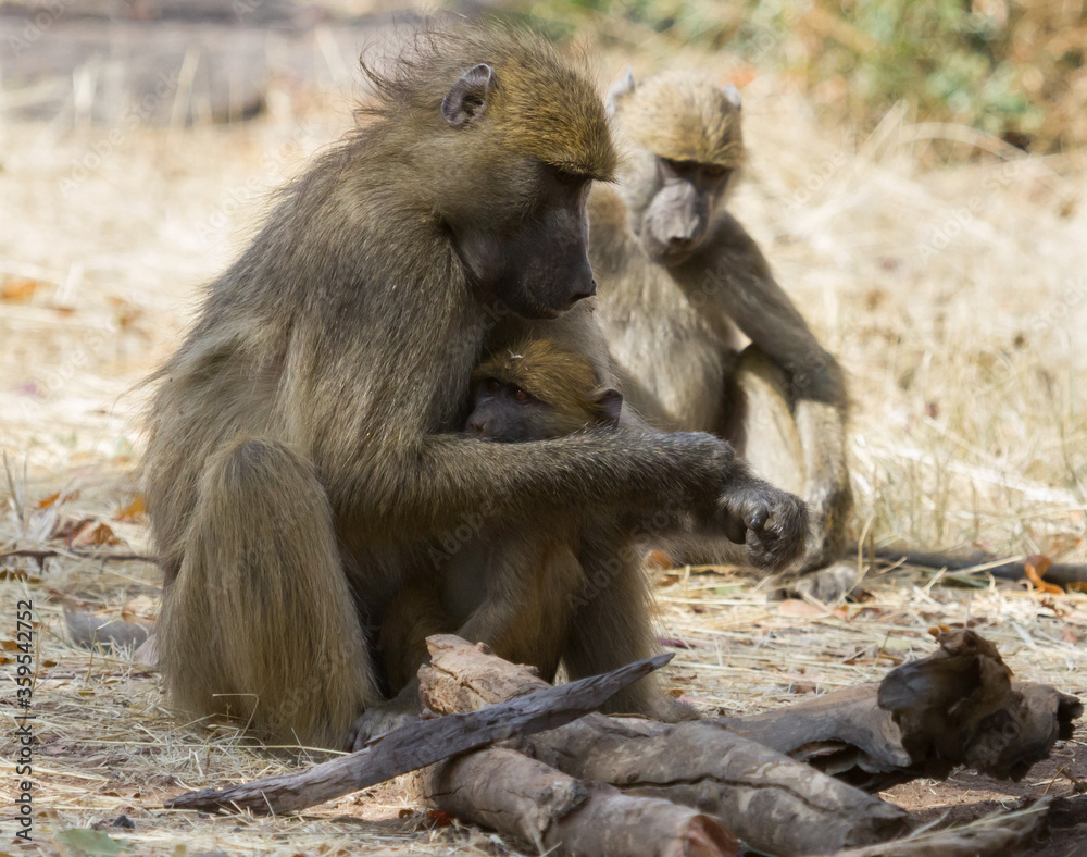 Chacma baboon mother holds her young infant keeping him safe in Hwange, Zimbabwe with bokeh