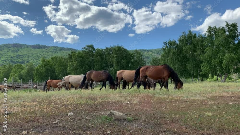 Herd of horses on a pasture in a green field in the middle of the mountain peaks. Summer. Farm animals. A cute horse hangs among mountain landscapes under clear sky Herd of horses on a pasture in a green field in the middle of the mountain peaks. Summer. Farm animals. A cute horse hangs among mountain landscapes under clear sky