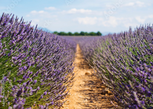 Lavender flowers blooming field. Valensole, Provence, France, Europe.