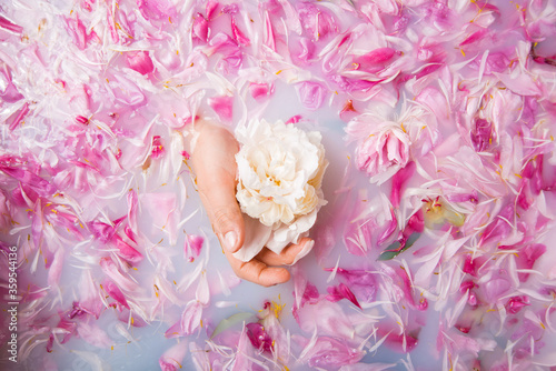 Fototapeta Naklejka Na Ścianę i Meble -  Female hand is holding a white peony in water full of pink petals