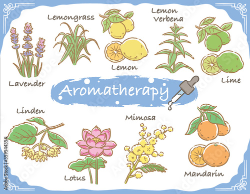 アロマテラピー精油などに使われるハーブ・植物イラスト