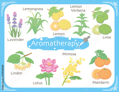アロマテラピー精油などに使われるハーブ・植物イラスト