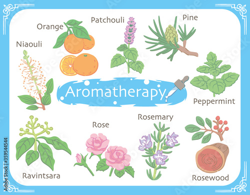 アロマテラピー精油などに使われるハーブ・植物イラスト