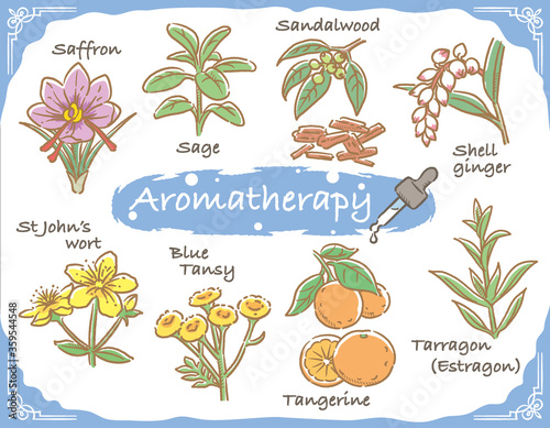 アロマテラピー精油などに使われるハーブ・植物イラスト