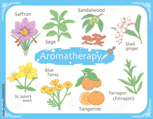 アロマテラピー精油などに使われるハーブ・植物イラスト