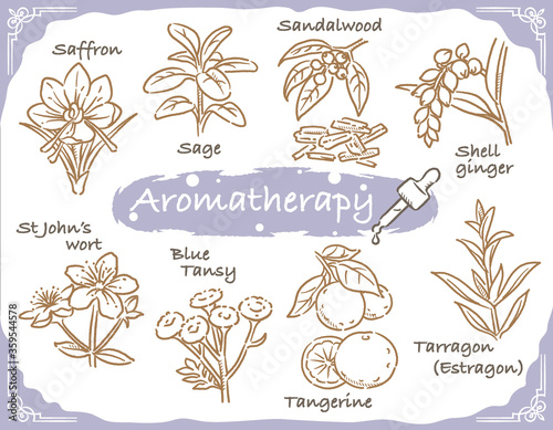 アロマテラピー精油などに使われるハーブ・植物イラスト