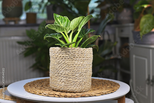 Fotografie Tropical 'Philodendron Birkin', a tropical houseplant with white stripes in natu