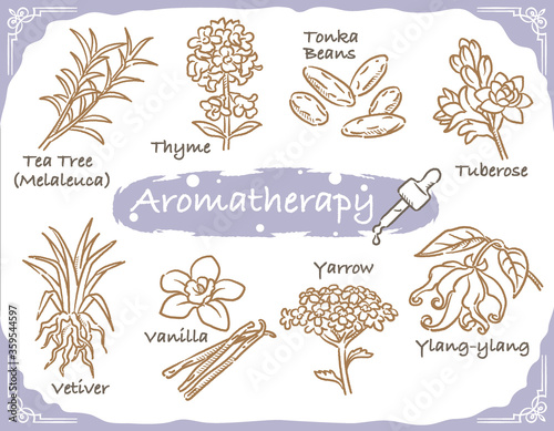 アロマテラピー精油などに使われるハーブ・植物イラスト