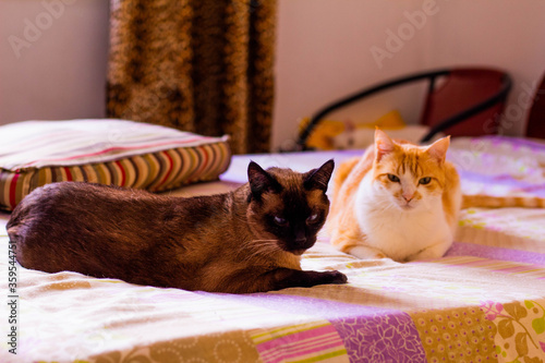 Tableau sur toile Cats