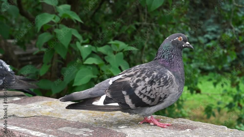 A large pigeon on a background of greenery near another pigeon. Bird sits on concrete A large pigeon on a background of greenery near another pigeon. Bird sits on concrete