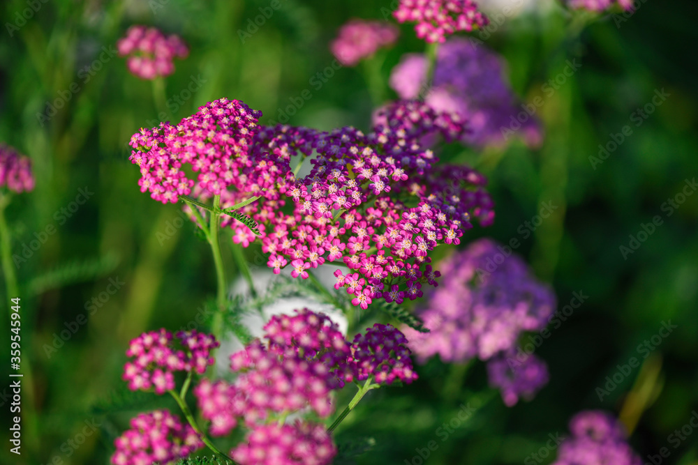 Beautiful spring flowers on field. Achillea millefolium plant Beautiful spring flowers on field. Achillea millefolium plant