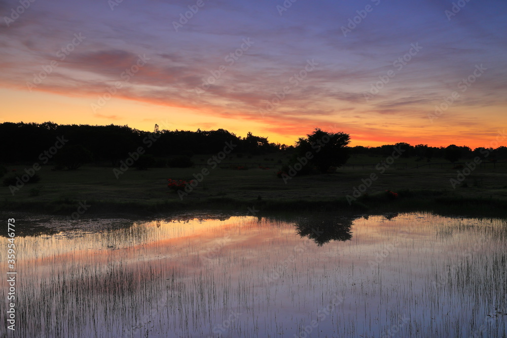 Fototapeta premium 朝焼けの安比高原のレンゲツツジ
