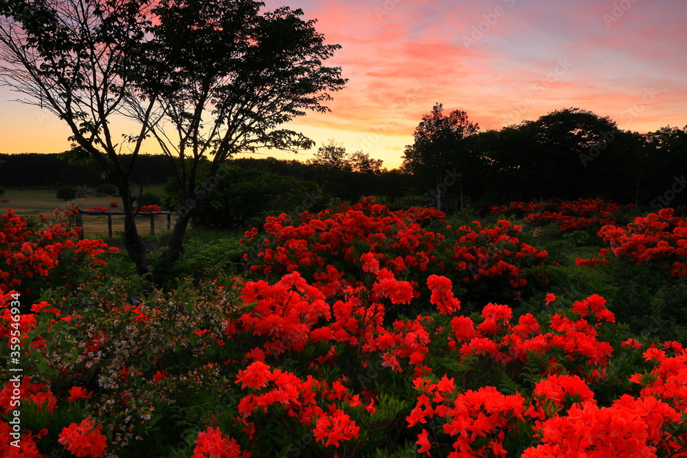 朝焼けの安比高原のレンゲツツジ