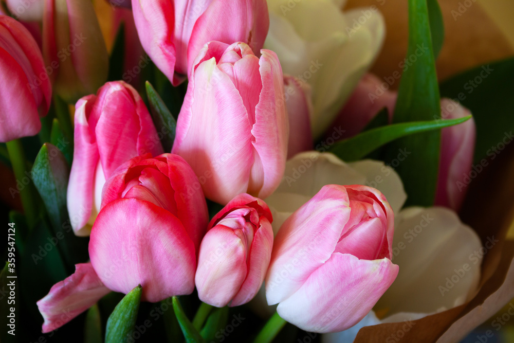 Fototapeta premium bouquet of pink tulips